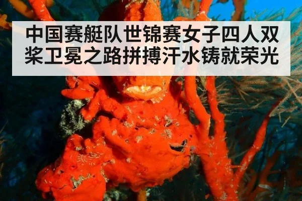中国赛艇队世锦赛女子四人双桨卫冕之路拼搏汗水铸就荣光